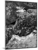 Hetch Hetchy Valley Moss and Fern on Rocks-Anna Miller-Mounted Photographic Print