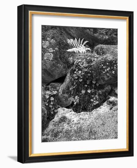 Hetch Hetchy Valley Moss and Fern on Rocks-Anna Miller-Framed Photographic Print