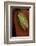 Heterixalus Betsileo (Betsileo Reed Frog)-Paul Starosta-Framed Photographic Print