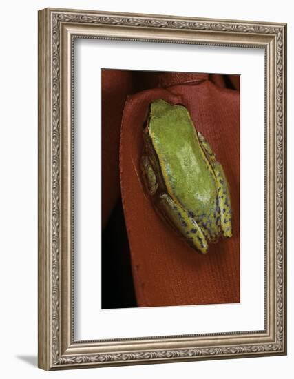 Heterixalus Betsileo (Betsileo Reed Frog)-Paul Starosta-Framed Photographic Print