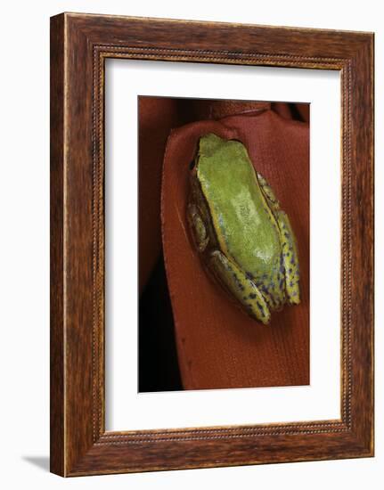 Heterixalus Betsileo (Betsileo Reed Frog)-Paul Starosta-Framed Photographic Print