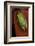 Heterixalus Betsileo (Betsileo Reed Frog)-Paul Starosta-Framed Photographic Print