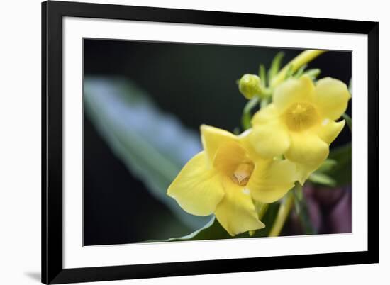 Heterixalus madagascariensis frog inside a flower, Ivoloina Zoological Park, Tamatave, Madagascar, -Christian Kober-Framed Photographic Print