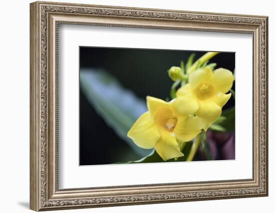 Heterixalus madagascariensis frog inside a flower, Ivoloina Zoological Park, Tamatave, Madagascar, -Christian Kober-Framed Photographic Print