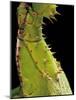 Heteropteryx Dilatata (Jungle Nymph, Malaysian Stick Insect) - Detail-Paul Starosta-Mounted Photographic Print
