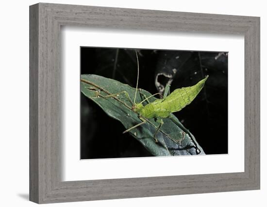 Heteropteryx Dilatata (Jungle Nymph, Malaysian Stick Insect) - Larva-Paul Starosta-Framed Photographic Print