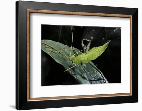 Heteropteryx Dilatata (Jungle Nymph, Malaysian Stick Insect) - Larva-Paul Starosta-Framed Photographic Print