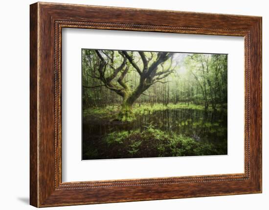 Hetre De La Marre-Philippe Manguin-Framed Photographic Print