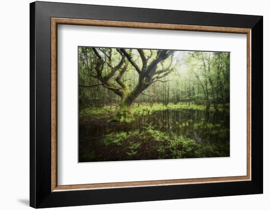 Hetre De La Marre-Philippe Manguin-Framed Photographic Print