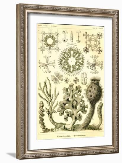 Hexactinellae-Ernst Haeckel-Framed Art Print