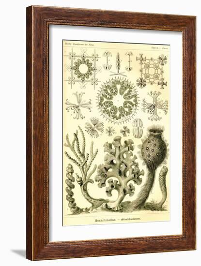 Hexactinellae-Ernst Haeckel-Framed Art Print