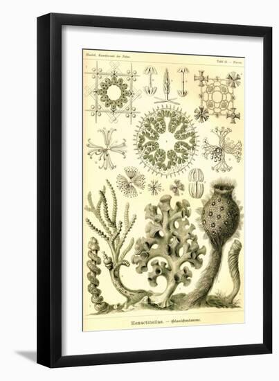 Hexactinellae-Ernst Haeckel-Framed Art Print