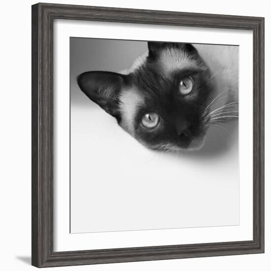 Hey!-Jon Bertelli-Framed Photographic Print