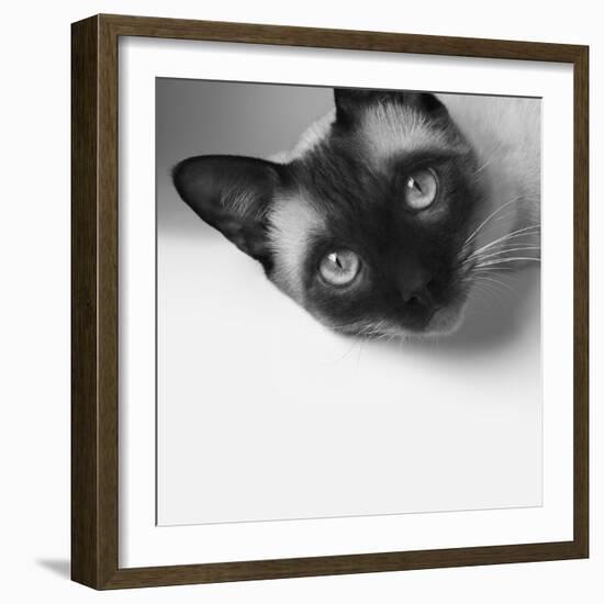 Hey!-Jon Bertelli-Framed Photographic Print