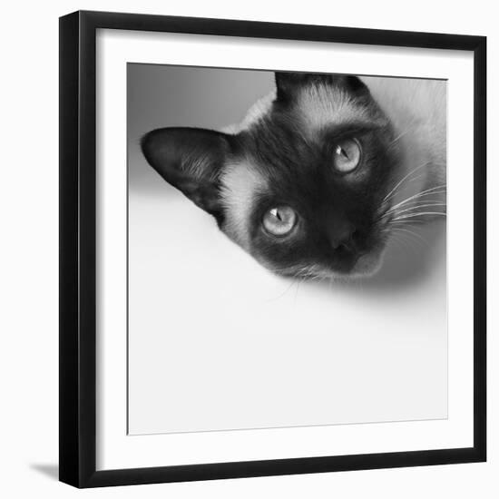 Hey!-Jon Bertelli-Framed Photographic Print