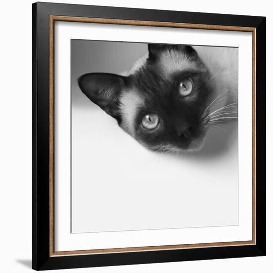 Hey!-Jon Bertelli-Framed Photographic Print