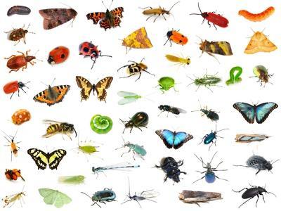 Diversity of Insects Selection Rainbow Colors on White Background ...