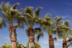 Palm Trees against A Deep Blue Sky in Los Angeles-HHLtDave5-Framed Photographic Print