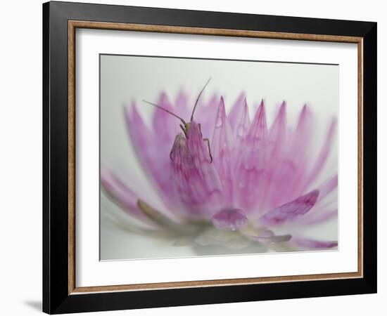 Hi There!-Heidi Westum-Framed Photographic Print