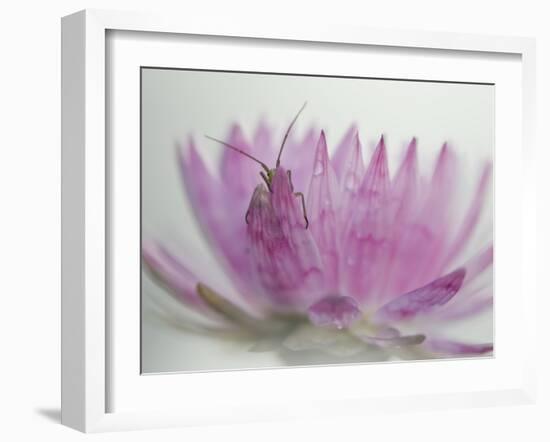 Hi There!-Heidi Westum-Framed Photographic Print