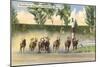 Hialeah Race Track, Miami, Florida-null-Mounted Art Print