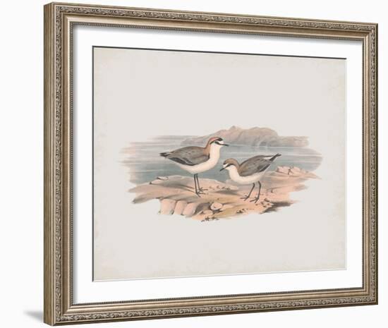 Hiaticula Ruficapilla-John Gould-Framed Giclee Print