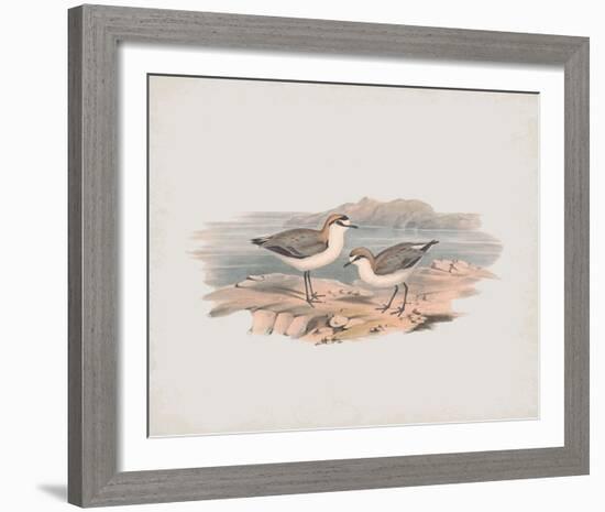 Hiaticula Ruficapilla-John Gould-Framed Giclee Print