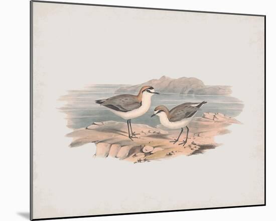 Hiaticula Ruficapilla-John Gould-Mounted Giclee Print