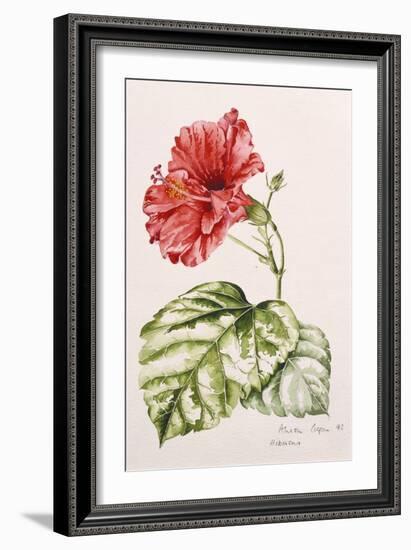 Hibiscus, 1992-Alison Cooper-Framed Giclee Print