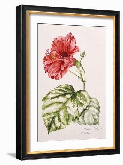 Hibiscus, 1992-Alison Cooper-Framed Giclee Print