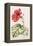 Hibiscus, 1992-Alison Cooper-Framed Premier Image Canvas