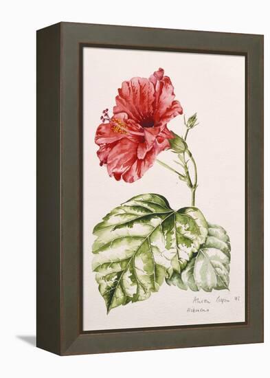 Hibiscus, 1992-Alison Cooper-Framed Premier Image Canvas