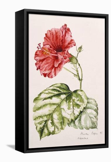 Hibiscus, 1992-Alison Cooper-Framed Premier Image Canvas