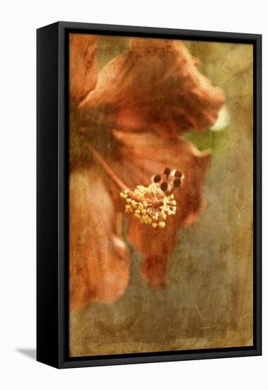 Hibiscus 1-Thea Schrack-Framed Premier Image Canvas