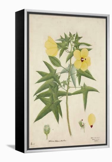 Hibiscus Abelmosehus Linn, 1800-10-null-Framed Premier Image Canvas