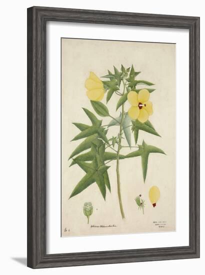 Hibiscus Abelmosehus Linn, 1800-10-null-Framed Giclee Print