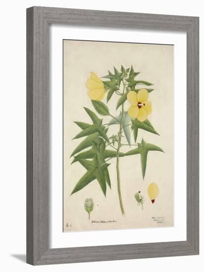 Hibiscus Abelmosehus Linn, 1800-10-null-Framed Giclee Print