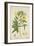 Hibiscus Abelmosehus Linn, 1800-10-null-Framed Giclee Print