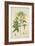 Hibiscus Abelmosehus Linn, 1800-10-null-Framed Giclee Print