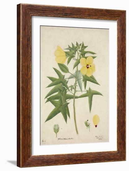 Hibiscus Abelmosehus Linn, 1800-10-null-Framed Giclee Print