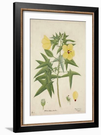 Hibiscus Abelmosehus Linn, 1800-10-null-Framed Giclee Print