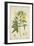 Hibiscus Abelmosehus Linn, 1800-10-null-Framed Giclee Print