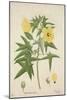 Hibiscus Abelmosehus Linn, 1800-10-null-Mounted Giclee Print