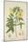 Hibiscus Abelmosehus Linn, 1800-10-null-Mounted Giclee Print