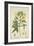 Hibiscus Abelmosehus Linn, 1800-10-null-Framed Giclee Print