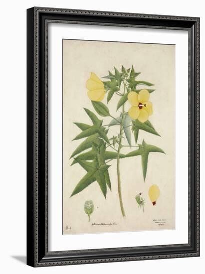 Hibiscus Abelmosehus Linn, 1800-10-null-Framed Giclee Print