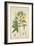 Hibiscus Abelmosehus Linn, 1800-10-null-Framed Giclee Print