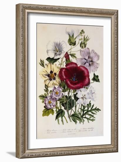 Hibiscus Africanus Botanical Illustration-null-Framed Giclee Print