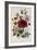 Hibiscus Africanus Botanical Illustration-null-Framed Giclee Print