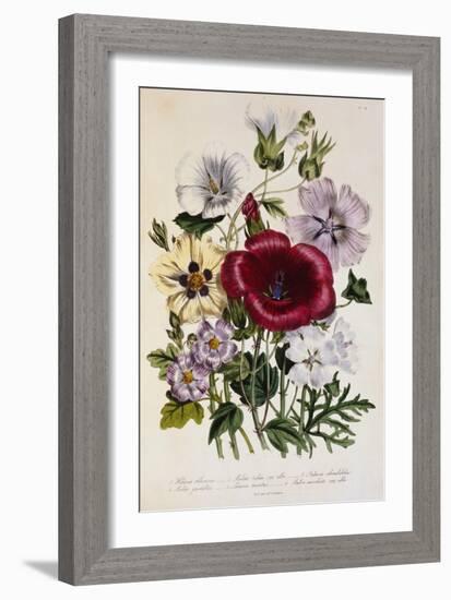 Hibiscus Africanus Botanical Illustration-null-Framed Giclee Print